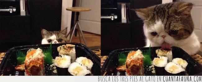 sushi,lamer,comer,gato,lengua,mirar,robar,comida
